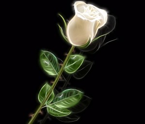 White Rose Glow 01_OSG